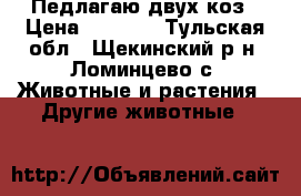 Педлагаю двух коз › Цена ­ 6 000 - Тульская обл., Щекинский р-н, Ломинцево с. Животные и растения » Другие животные   
